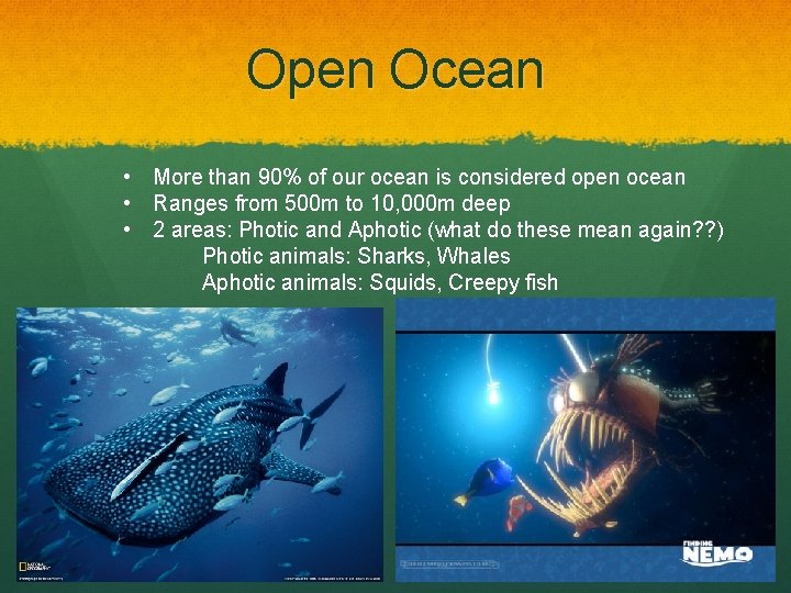 Open Ocean • More than 90% of our ocean is considered open ocean •