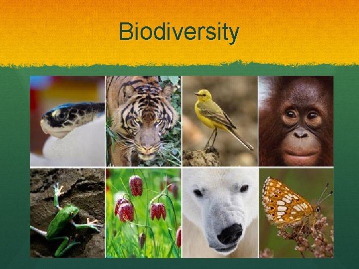 Biodiversity 