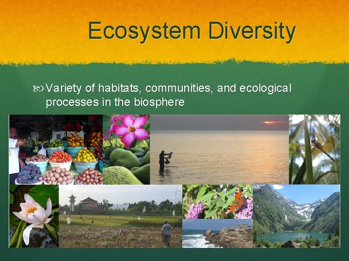 Ecosystem Diversity Variety of habitats, communities, and ecological processes in the biosphere 