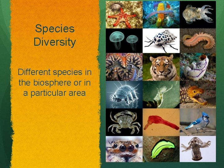 Species Diversity Different species in the biosphere or in a particular area 