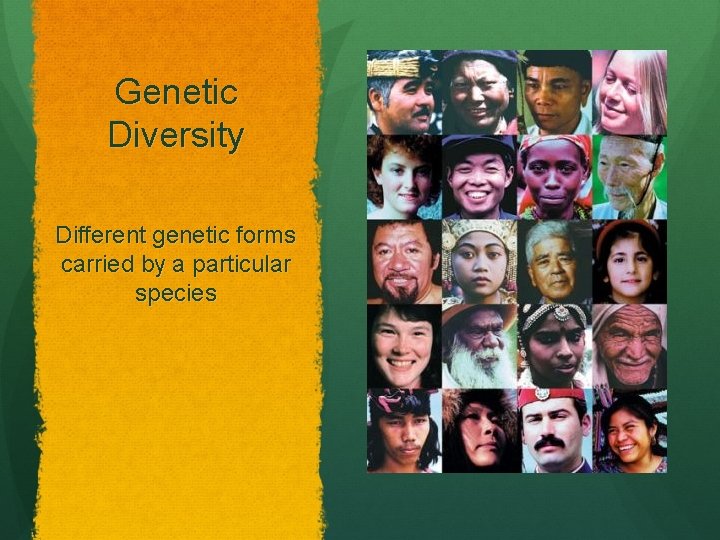 Genetic Diversity Different genetic forms carried by a particular species 
