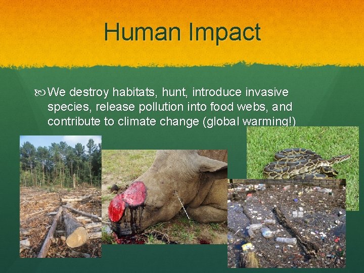 Human Impact We destroy habitats, hunt, introduce invasive species, release pollution into food webs,
