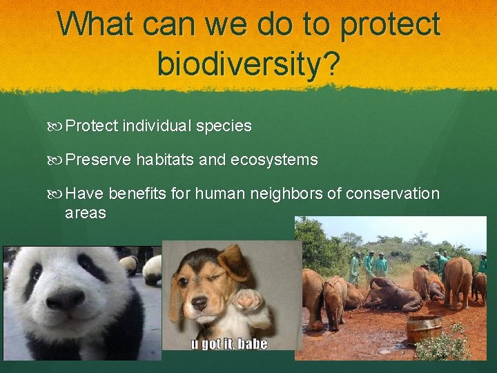 What can we do to protect biodiversity? Protect individual species Preserve habitats and ecosystems