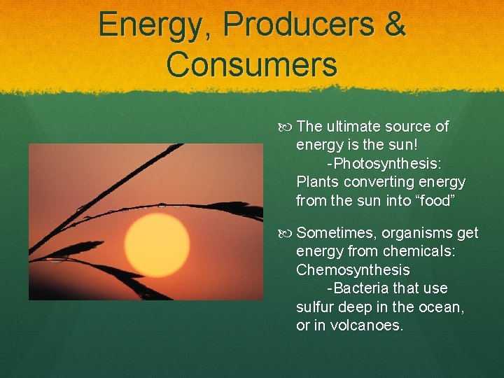 Energy, Producers & Consumers The ultimate source of energy is the sun! -Photosynthesis: Plants