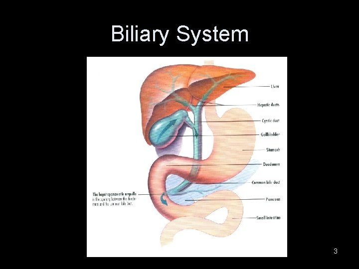 Biliary System 3 