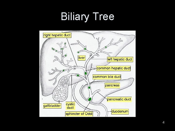 Biliary Tree 4 