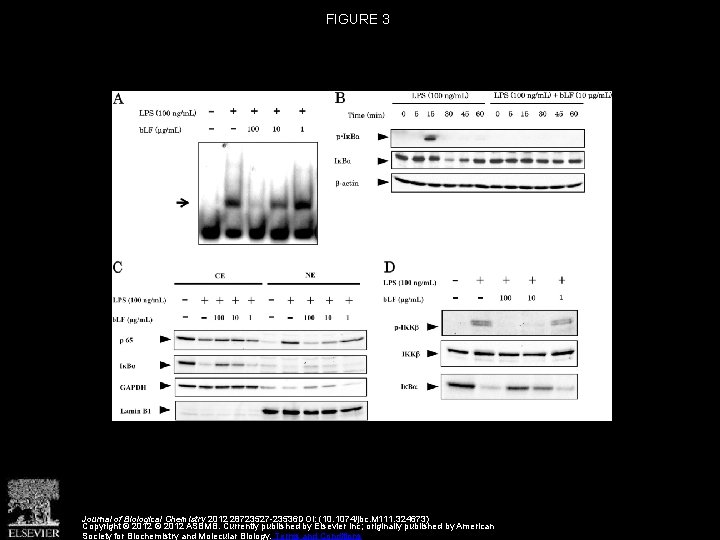 FIGURE 3 Journal of Biological Chemistry 2012 28723527 -23536 DOI: (10. 1074/jbc. M 111.