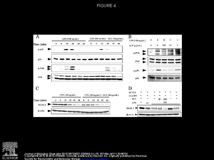 FIGURE 4 Journal of Biological Chemistry 2012 28723527 -23536 DOI: (10. 1074/jbc. M 111.