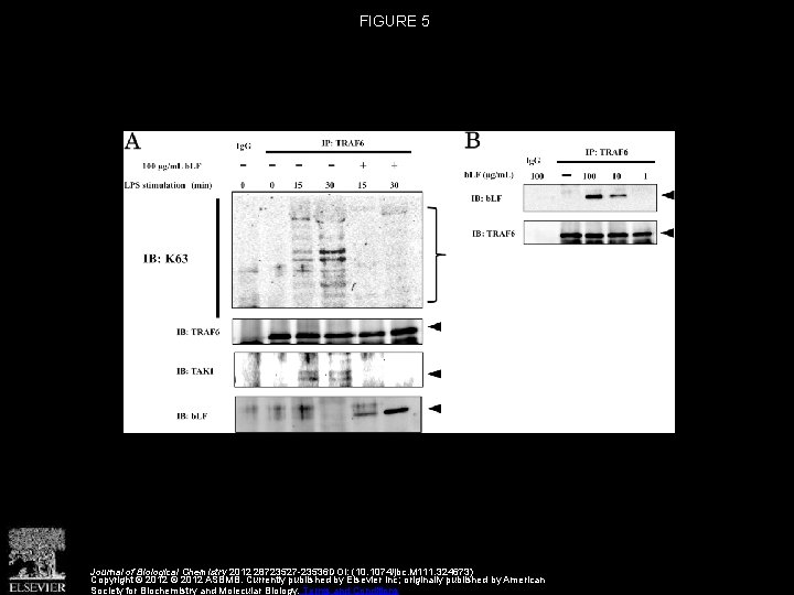 FIGURE 5 Journal of Biological Chemistry 2012 28723527 -23536 DOI: (10. 1074/jbc. M 111.