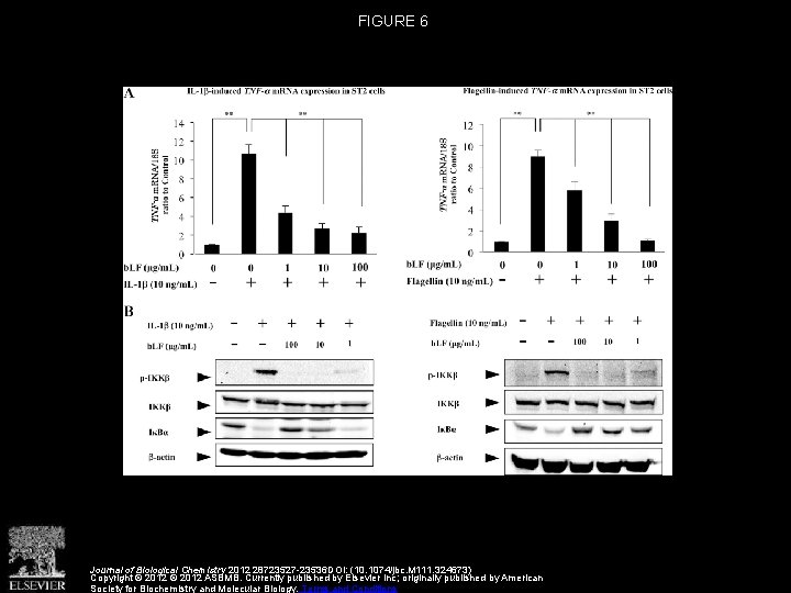 FIGURE 6 Journal of Biological Chemistry 2012 28723527 -23536 DOI: (10. 1074/jbc. M 111.