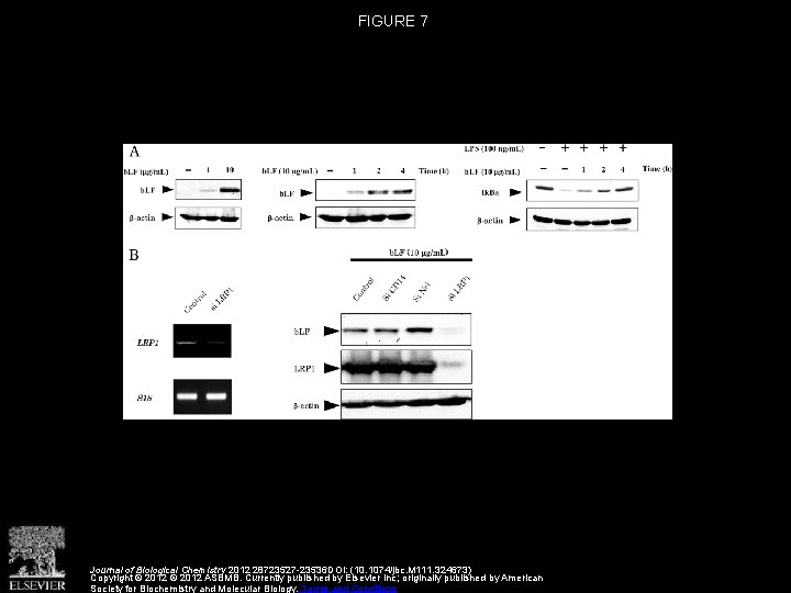 FIGURE 7 Journal of Biological Chemistry 2012 28723527 -23536 DOI: (10. 1074/jbc. M 111.