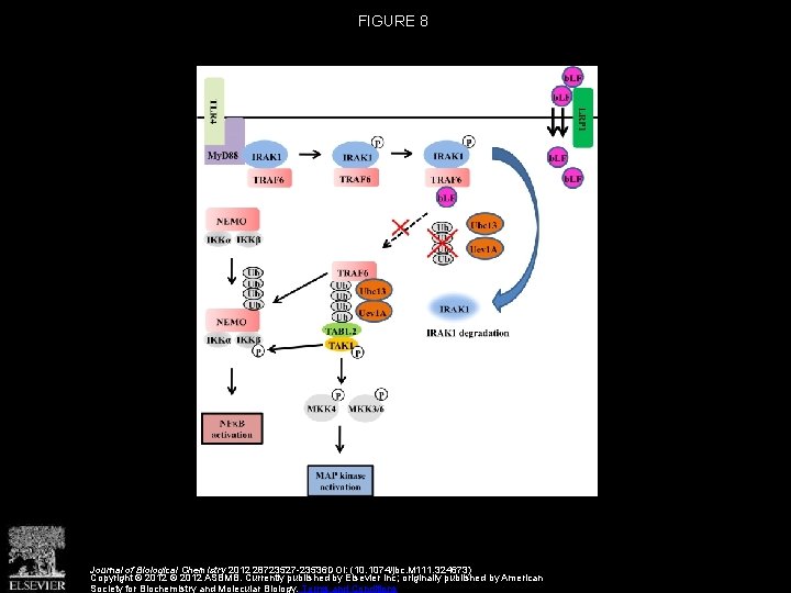 FIGURE 8 Journal of Biological Chemistry 2012 28723527 -23536 DOI: (10. 1074/jbc. M 111.