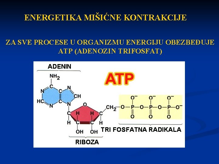 ENERGETIKA MIŠIĆNE KONTRAKCIJE ZA SVE PROCESE U ORGANIZMU ENERGIJU OBEZBEĐUJE ATP (ADENOZIN TRIFOSFAT) 