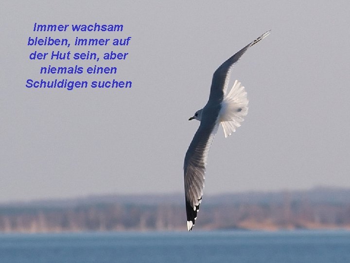 Immer wachsam bleiben, immer auf der Hut sein, aber niemals einen Schuldigen suchen Immer wachsam bleiben, immer auf der Hut sein, aber niemals einen Schuldigen suchen