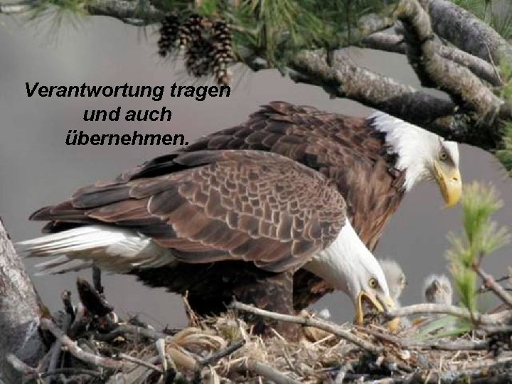 Verantwortung tragen und auch übernehmen. Verantwortung tragen und auch übernehmen.