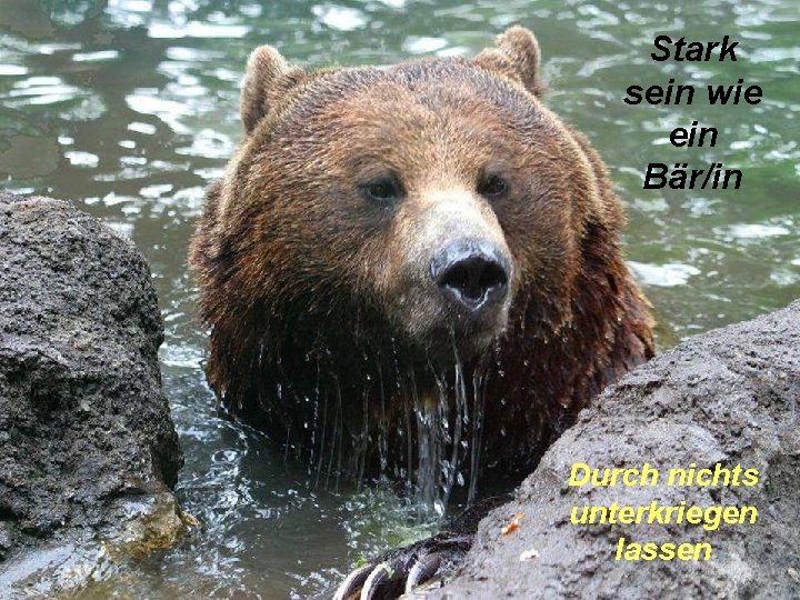 Stark sein wie ein Bär/in Durch nichts unterkriegen lassen Stark sein wie ein Bär/in Durch nichts unterkriegen lassen