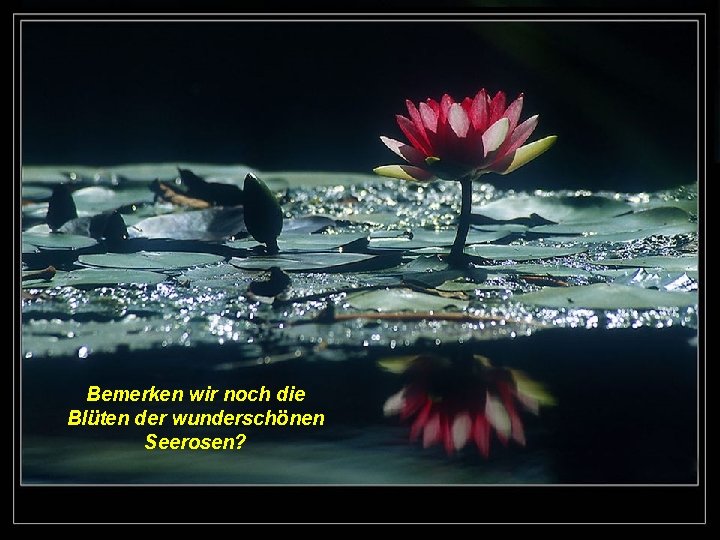 Bemerken wir noch die Blüten der wunderschönen Seerosen? Bemerken wir noch die Blüten der wunderschönen Seerosen?