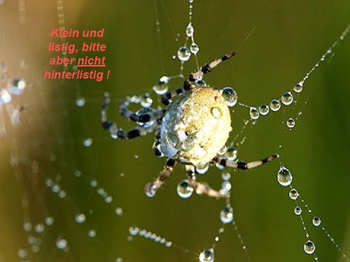 Klein und listig, bitte aber nicht hinterlistig ! Klein und listig, bitte aber nicht hinterlistig !