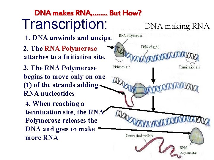 DNA makes RNA, ……. . But How? Transcription: 1. DNA unwinds and unzips. 2.