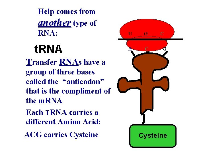 Help comes from another type of RNA: t. RNA U G A C C