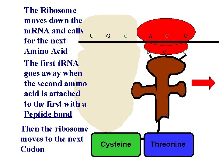 The Ribosome moves down the m. RNA and calls for the next Amino Acid
