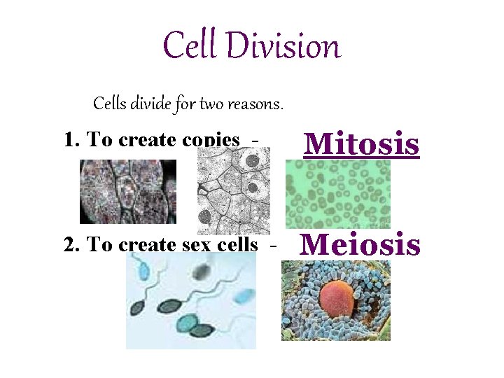 Cell Division Cells divide for two reasons. 1. To create copies - Mitosis 2.