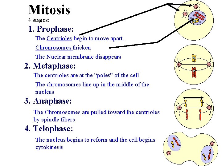 Mitosis 4 stages: 1. Prophase: The Centrioles begin to move apart. Chromosomes thicken The