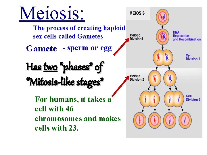 Meiosis: The process of creating haploid sex cells called Gametes Gamete - sperm or