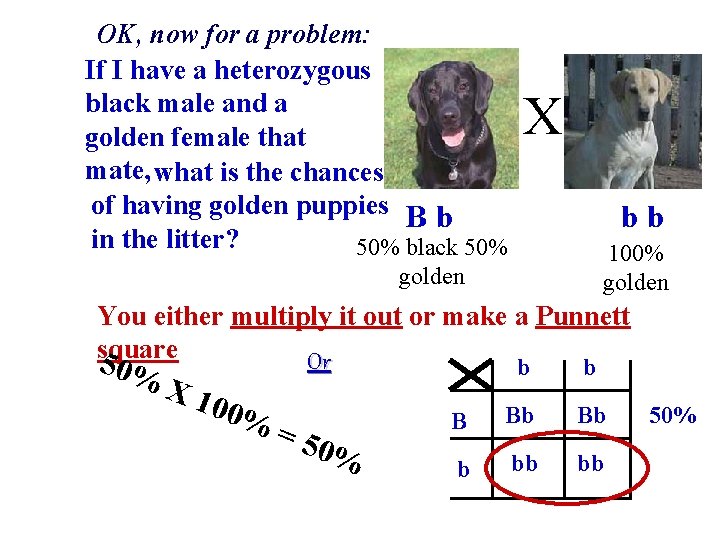 OK, now for a problem: If I have a heterozygous black male and a