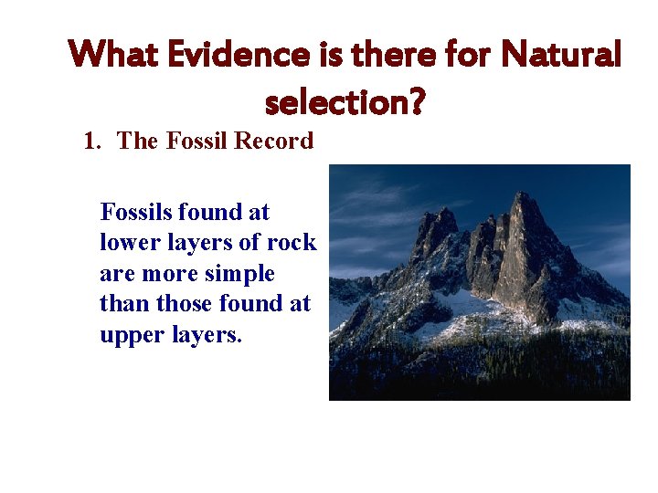 What Evidence is there for Natural selection? 1. The Fossil Record Fossils found at