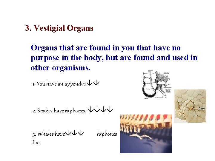 3. Vestigial Organs that are found in you that have no purpose in the
