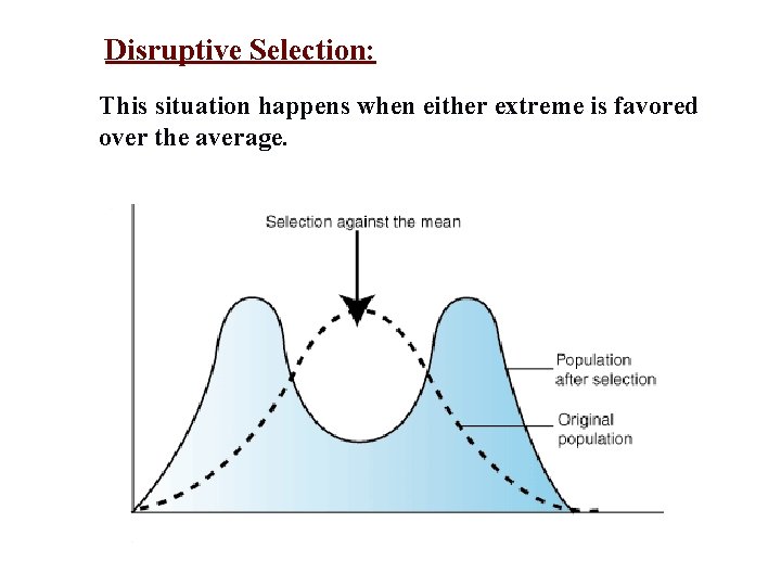 Disruptive Selection: This situation happens when either extreme is favored over the average. 