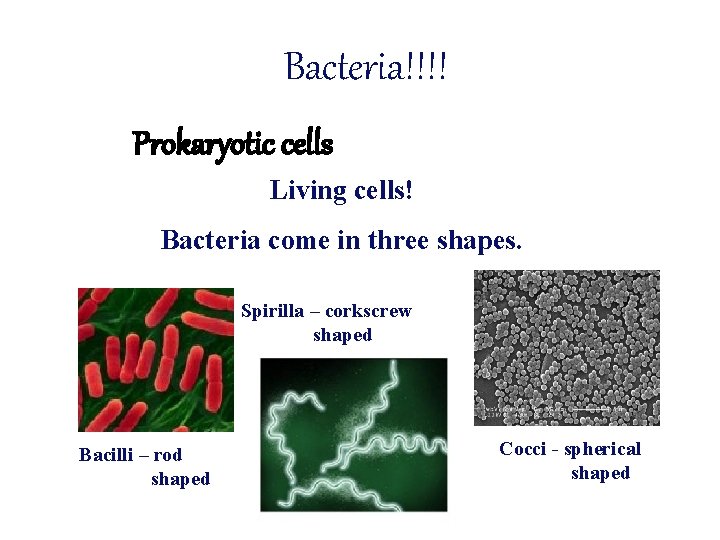 Bacteria!!!! Prokaryotic cells Living cells! Bacteria come in three shapes. Spirilla – corkscrew shaped