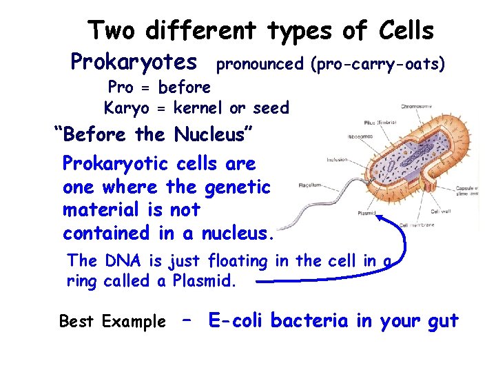 Two different types of Cells Prokaryotes pronounced (pro-carry-oats) Pro = before Karyo = kernel