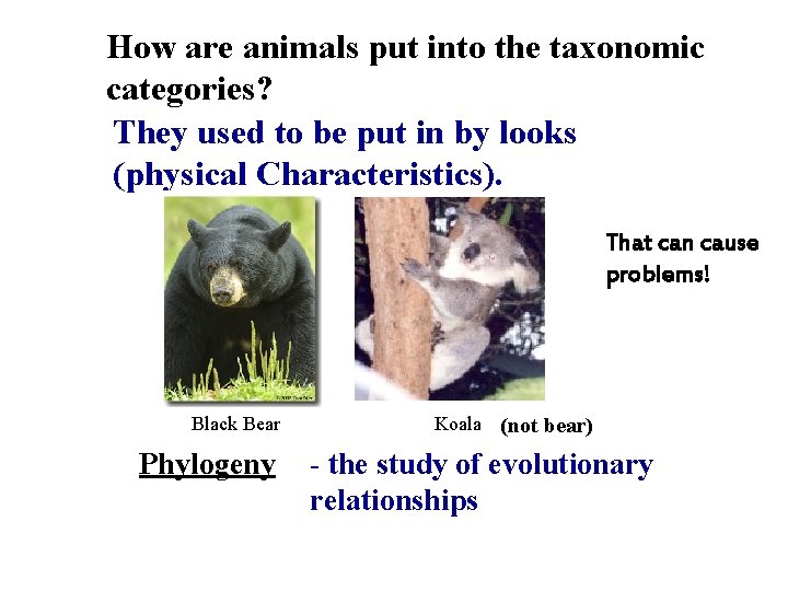 How are animals put into the taxonomic categories? They used to be put in