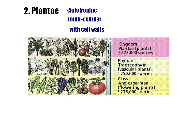 2. Plantae -Autotrophic multi-cellular with cell walls 