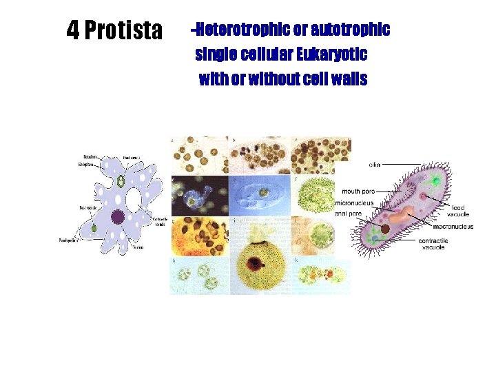 4 Protista -Heterotrophic or autotrophic single cellular Eukaryotic with or without cell walls 