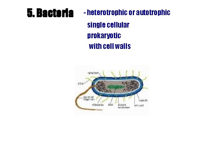 5. Bacteria - heterotrophic or autotrophic single cellular prokaryotic with cell walls 