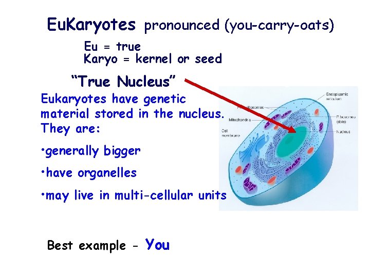 Eu. Karyotes pronounced (you-carry-oats) Eu = true Karyo = kernel or seed “True Nucleus”