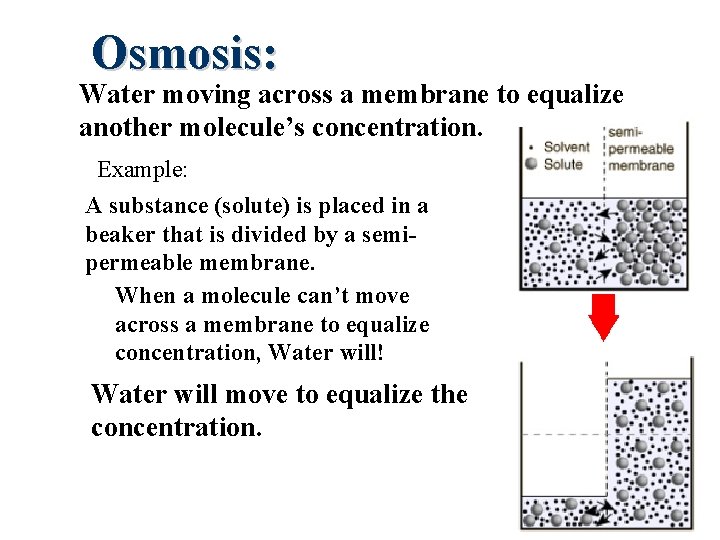 Osmosis: Water moving across a membrane to equalize another molecule’s concentration. Example: A substance