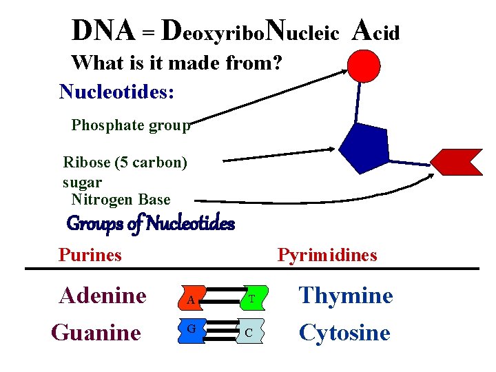 DNA = Deoxyribo. Nucleic Acid What is it made from? Nucleotides: Phosphate group Ribose