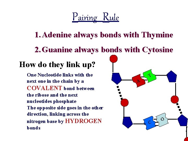 Pairing Rule 1. Adenine always bonds with Thymine 2. Guanine always bonds with Cytosine