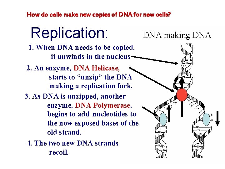 How do cells make new copies of DNA for new cells? Replication: 1. When