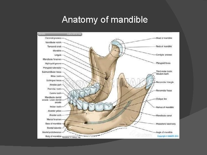 Anatomy of mandible 