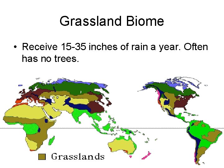 Grassland Biome • Receive 15 -35 inches of rain a year. Often has no