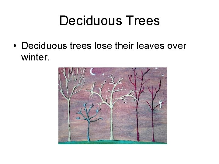 Deciduous Trees • Deciduous trees lose their leaves over winter. 