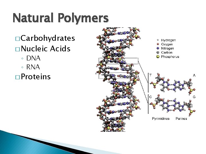 Natural Polymers � Carbohydrates � Nucleic ◦ DNA ◦ RNA Acids � Proteins 