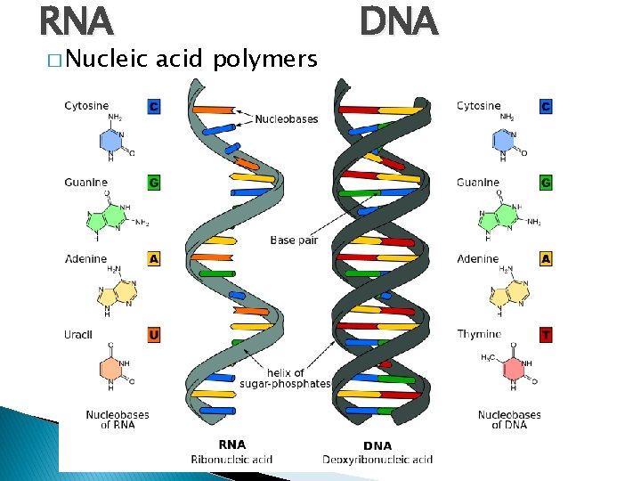 RNA � Nucleic acid polymers DNA 