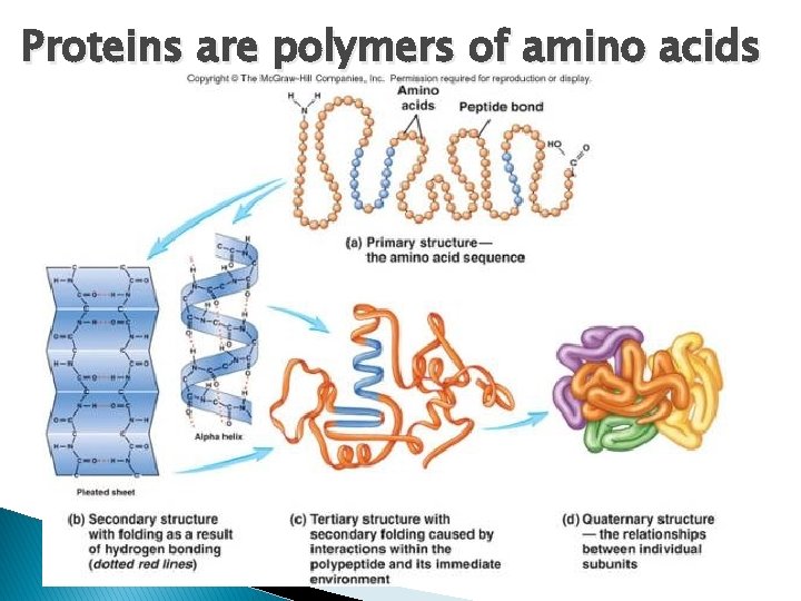 Proteins are polymers of amino acids 