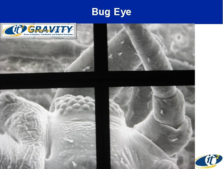 Bug Eye 